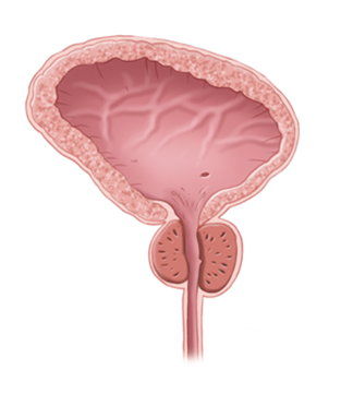 Normal Prostate